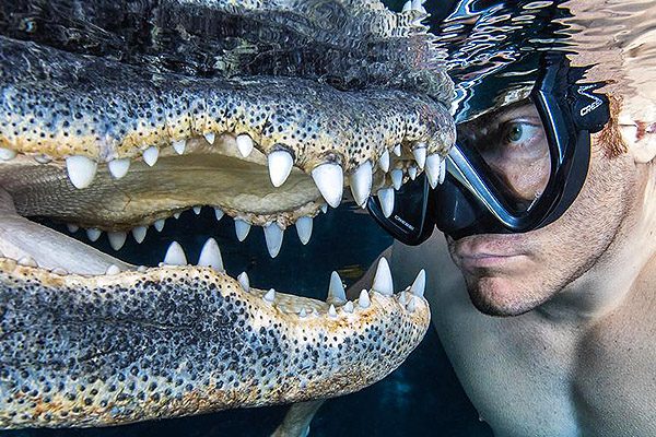 Chris Gillette Wildlife Underwater Gator Tours Crocodile Education Alligator Tours Biologist Animal Handler Photographer Kissimmee America