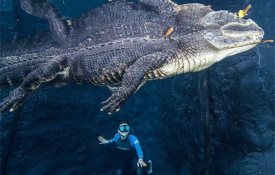 Chris Gillette Wildlife Underwater Gator Tours Crocodile Education Alligator Tours Biologist Animal Handler Photographer Kissimmee America